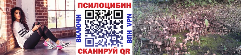 сколько стоит это телеграм Псилоцибиновые грибы Magic Shrooms Зеленогорск